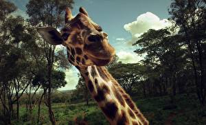 Fotos Giraffe