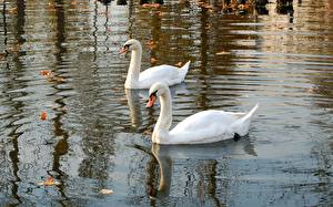 Pictures Bird Swans