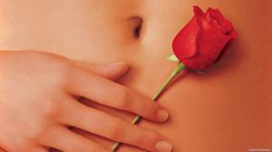 Обои Крупным планом Розы роза на животе Девушки