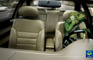 Картинка Бренды игуана за рулем автомобиля