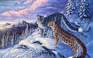 Wallpapers Big cats Snow leopards  animal