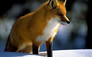 Wallpaper Foxes