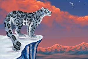 Picture Big cats Snow leopards  animal