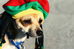 Papel de Parede Desktop Cães Chihuahua  Animalia
