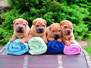 Images Dog Towel Shar Pei Animals