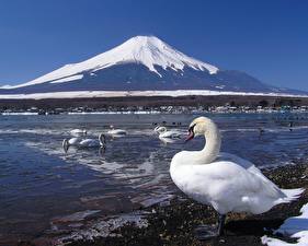 Картинки Птица Лебедь на фоне вулкана Животные