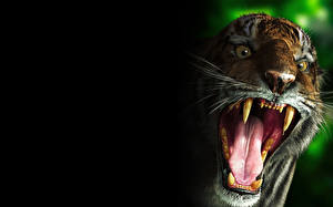 Papel de Parede Desktop Fauve Tigre Canino (dente)  animalia