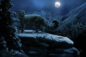 Pictures Big cats Snow leopards  Animals