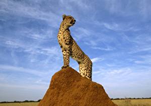Bilder Große Katze Gepard  ein Tier