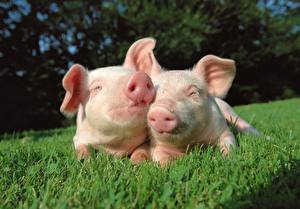 Pictures Domestic pig  Animals
