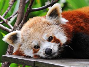 Photo Bear Pandas Red panda Animals
