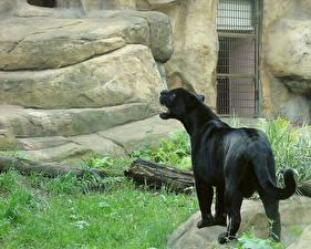 Bureaubladachtergronden Pantherinae Zwarte panter een dier