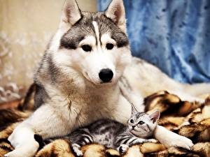 Bilder Hund Hauskatze Siberian Husky Katzenjunges  ein Tier