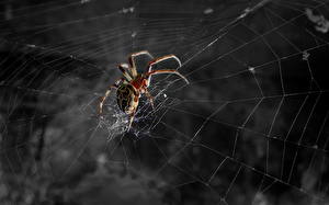 Bureaubladachtergronden Insecten De spin