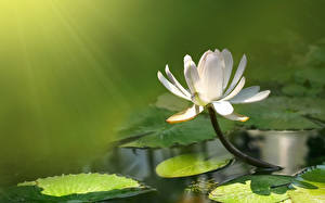 Wallpapers Water lilies
