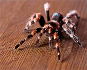 Fondos de escritorio Insectos Araneaes  animales