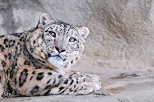 Desktop wallpapers Big cats Snow leopards Animals