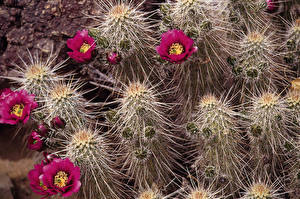 Bureaubladachtergronden Cactussen
