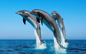 Фотографии Дельфины выпрыгивают из воды