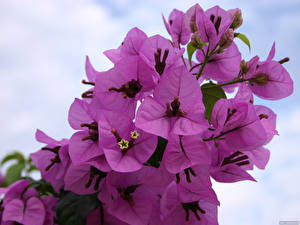 Hintergrundbilder Bougainvillea Blumen