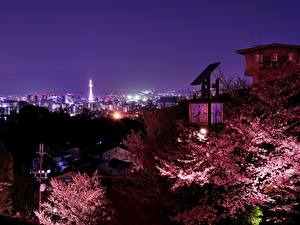 Фотография Япония ночью с цветущей сакурой Города