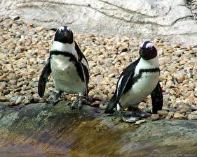 Bureaubladachtergronden Pinguïns