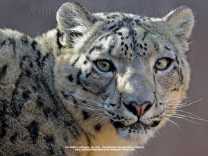 Image Big cats Snow leopards Animals
