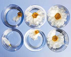 Bilder Trinkglas  Blumen