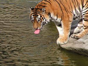 Картинки Большие кошки Тигры Язык (анатомия) пьет воду высунув язык животное