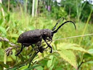 Desktop hintergrundbilder Insekten Käfer Tiere
