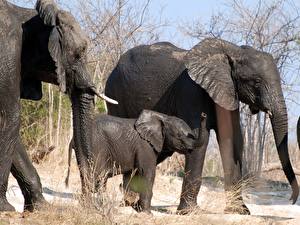 Fotos Elefanten  Tiere