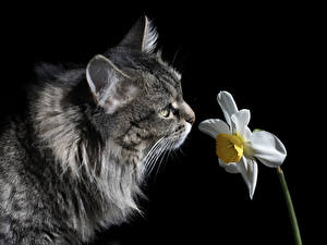 Bilder Hauskatze Narzissen Schnüffelt Schwarzer Hintergrund Tiere Blumen