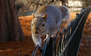 Fotos Nagetiere Eichhörnchen Zaun  Tiere