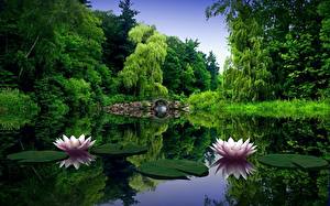 Photo Water lilies flower