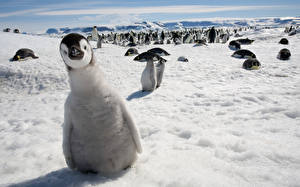 Tapety na pulpit Pingwiny  zwierzę
