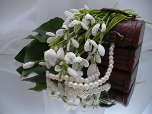 Bakgrundsbilder på skrivbordet Snödroppar Pärla blomma