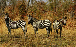 Fotos Zebras  Tiere