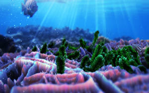 Hintergrundbilder Unterwasserwelt