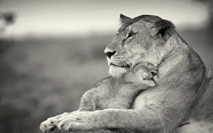 Hintergrundbilder Große Katze Löwen Löwin  Tiere