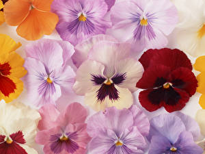 Wallpaper Viola tricolor