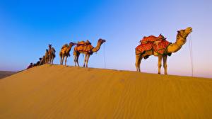 Image Camels