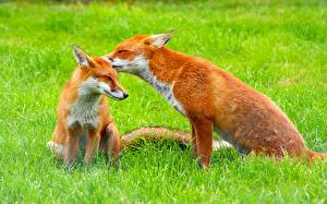 Desktop wallpapers Foxes  animal