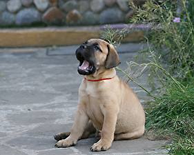 Фото Собака Мопс зевающий щенок Животные