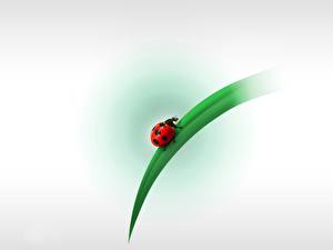 Wallpapers Insects Ladybird  animal