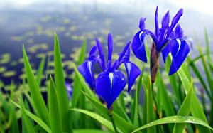 Fondos de escritorio Iris  flor