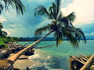 Bureaubladachtergronden Tropen Palmbomen  Natuur