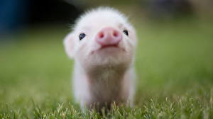 Фото Домашняя свинья маленький паросенок