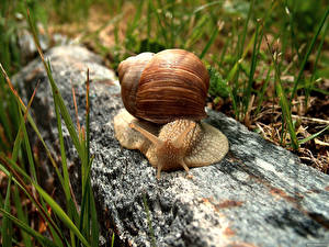 Pictures Snails Animals