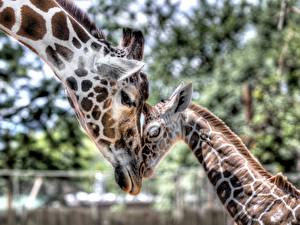 Bureaubladachtergronden Giraffen Dieren