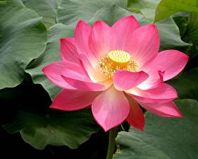 Fonds d'écran Lotus fleurs
